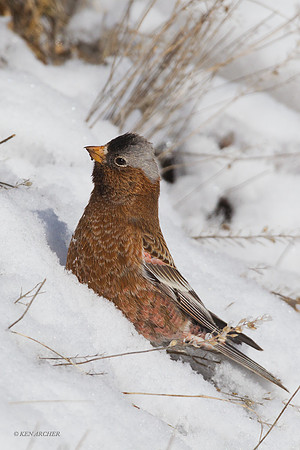 GCRF00005 Gray-crowned Rosy Finch