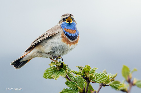 BLTH01366 - Bluethroat