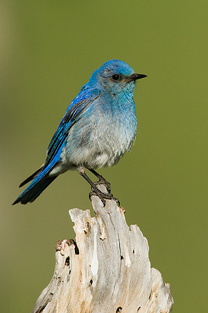 mnbd00087-Mountain-Bluebird