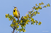 WNMK00274 - Western Meadowlark