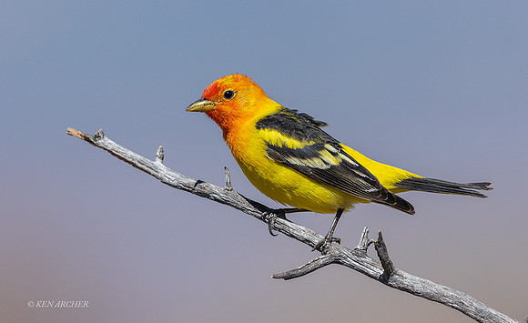 AZWT00039 - Western Tanager