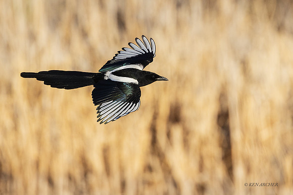 MGPE00173 - Black-billed Magpie