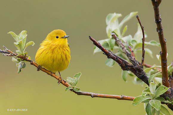 NMYR00160 Yellow Warbler