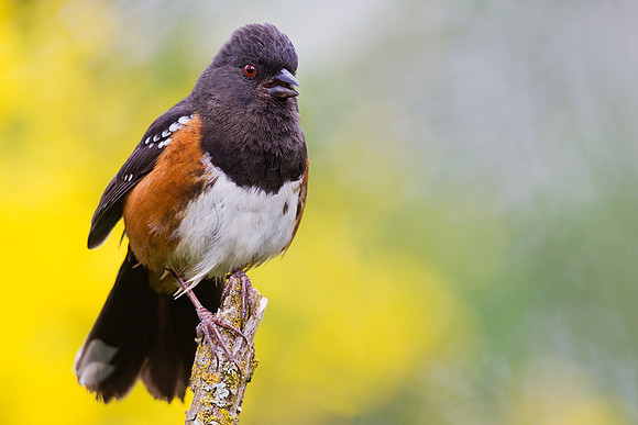 SPTH00093-Spotted-Towhee