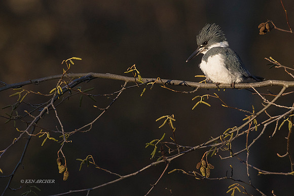 BK00455 - Belted Kingfisher