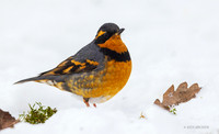 VTR00256 - Varied Thrush