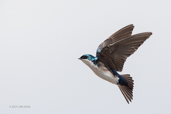 TESW00283 - Tree Swallow