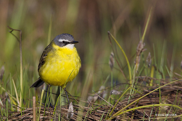 NMYW00031 Yellow Wagtail