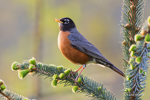 ANRN00071 - American Robin