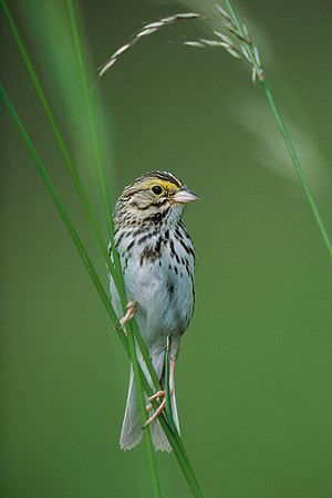SVSP020919-Savanah-Sparrow