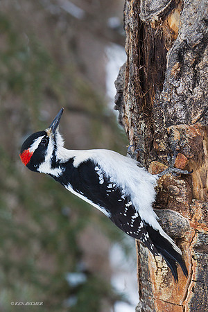 HYWP00026 Hairy Woodpecker