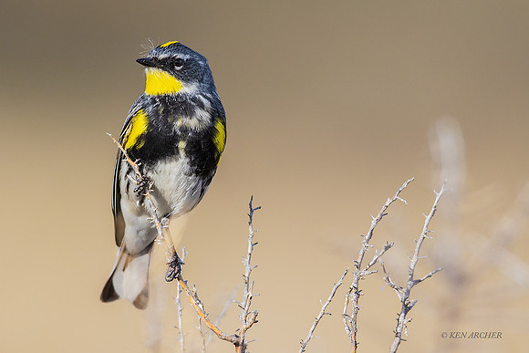 YRWR00328 - Yellow-rumped Warbler