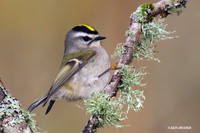 GCKT00011a Golden-crowned Kinglet