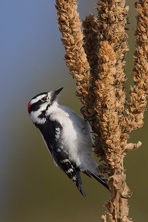 DYWR00065-Downy-Woodpecker
