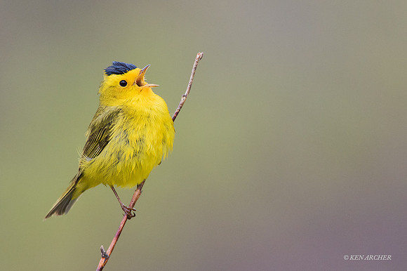 NMWW00166 - Wilson's Warbler