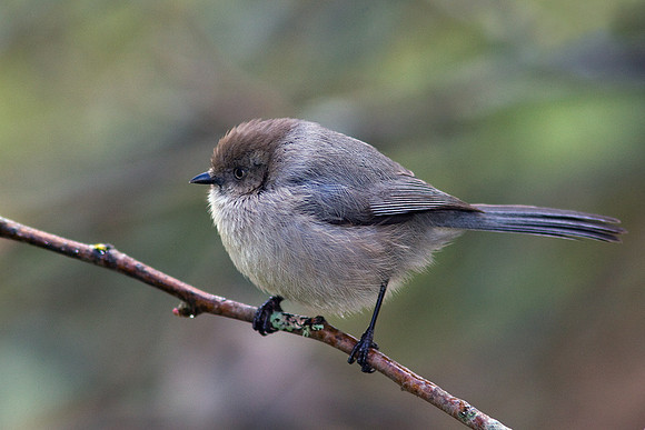 BSTT00003-Bushtit