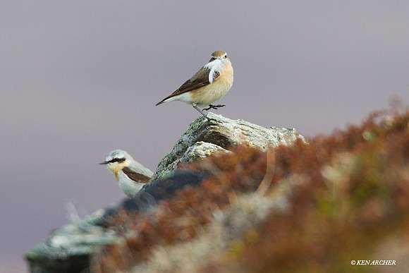 NNWR00004 Northern Wheatear