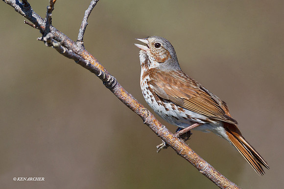 NMFS00030 Fox Sparrow