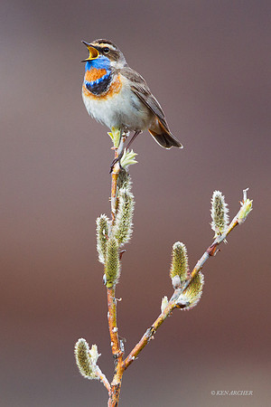 BLTR00373a - Bluethroat