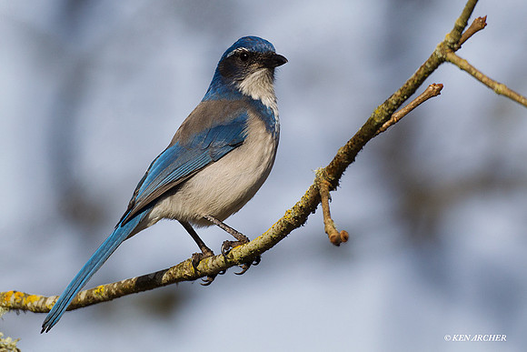 SCJY00007 Scrub Jay