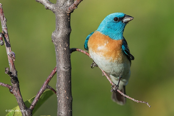 LIBG00426 - Lazuli Bunting