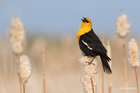 YHBD00452 - Yellow-headed Blackbird