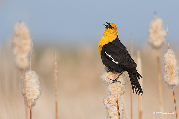 YHBD00452 - Yellow-headed Blackbird