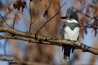 BK00214 Belted Kingfisher