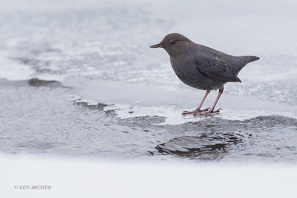 ANDR00211 - American Dipper