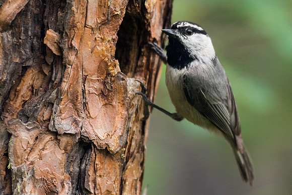MTC00002-Mountain-Chickadee