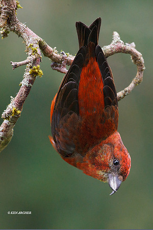 RDCB00322 Red Crossbill