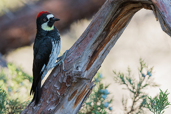 ANWP00056 - Acorn Woodpecker