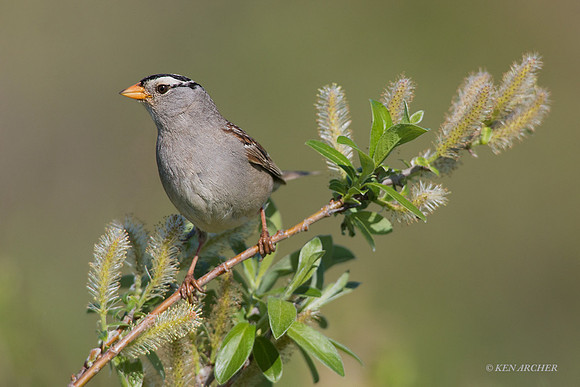 NMWC00140 - White-crowned Sparrow