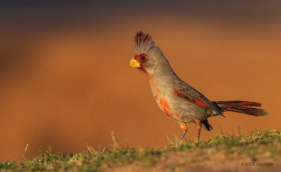 AZPA00036 - Pyrrhuloxia