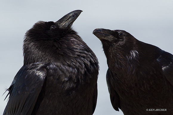 RN00077 Raven