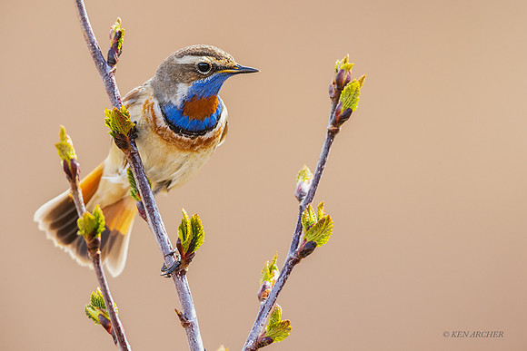 BLTH02492 - Bluethroat