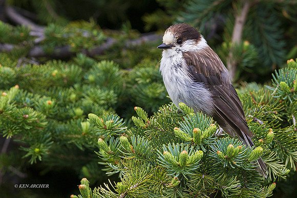GYJY00025 - Gray Jay