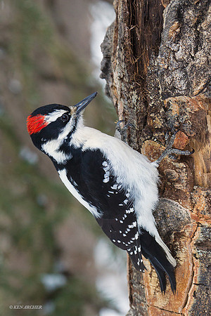 HYWP00032 Hairy Woodpecker