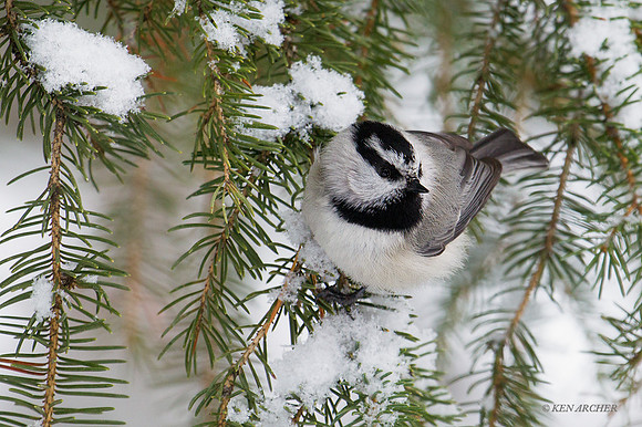 MTCH00027 - Mountain Chickadee