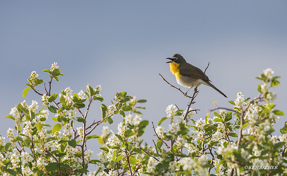 YBCT00212 - Yellow-breasted Chat