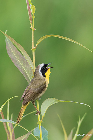 CYWR00451 - Common Yellowthroat