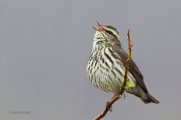 NMNW00112 - Northern Waterthrush
