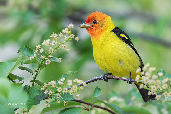 WNTR00013 - Western Tanager