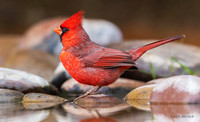 TXNC00270 - Northern Cardinal