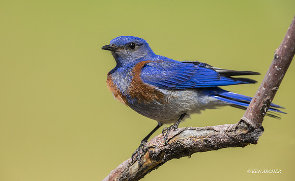 WBB00204 - Western Bluebird
