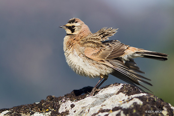 HNLK00093a Horned Lark