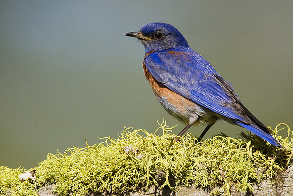 WBB00082-Western-Bluebird