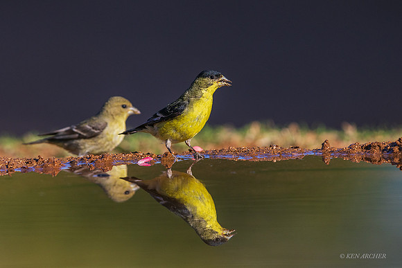AZLG00037 - Lesser Goldfinch
