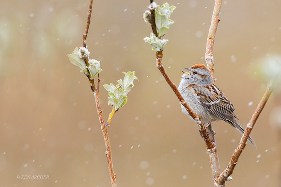 ATSP00218 _ American Tree Sparrow