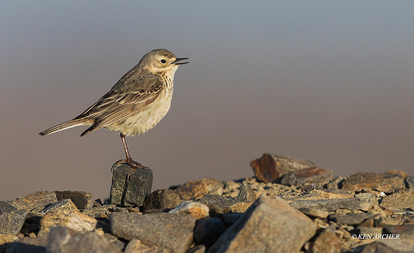 NMAP00011 - American Pipit